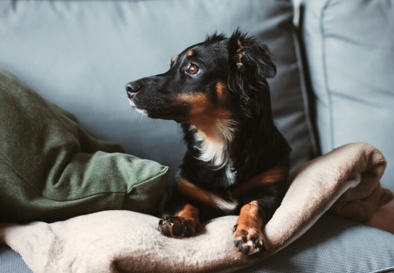 Wartezeiten Hundeversicherung: Unfall, Krankheit, HD, ED, Patella, BOAS