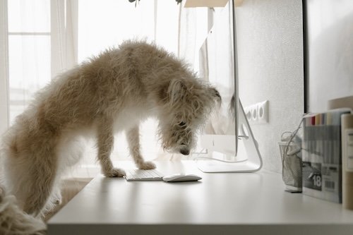 Was eine Hundeversicherung nicht zahlt